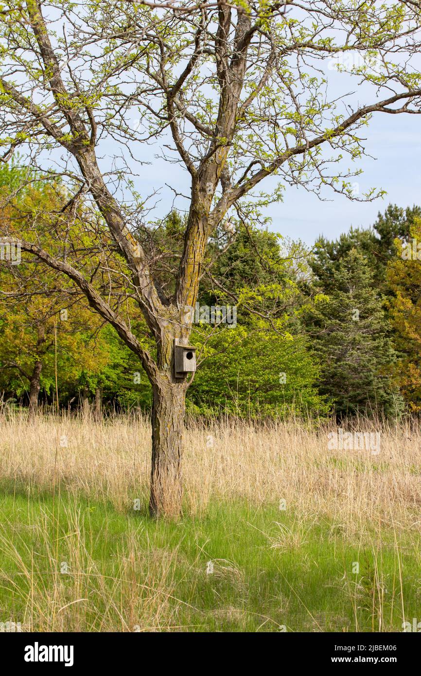 Landscape view of a wood duck house attached to a tree in a rural treelined prairie on a sunny day Stock Photo
