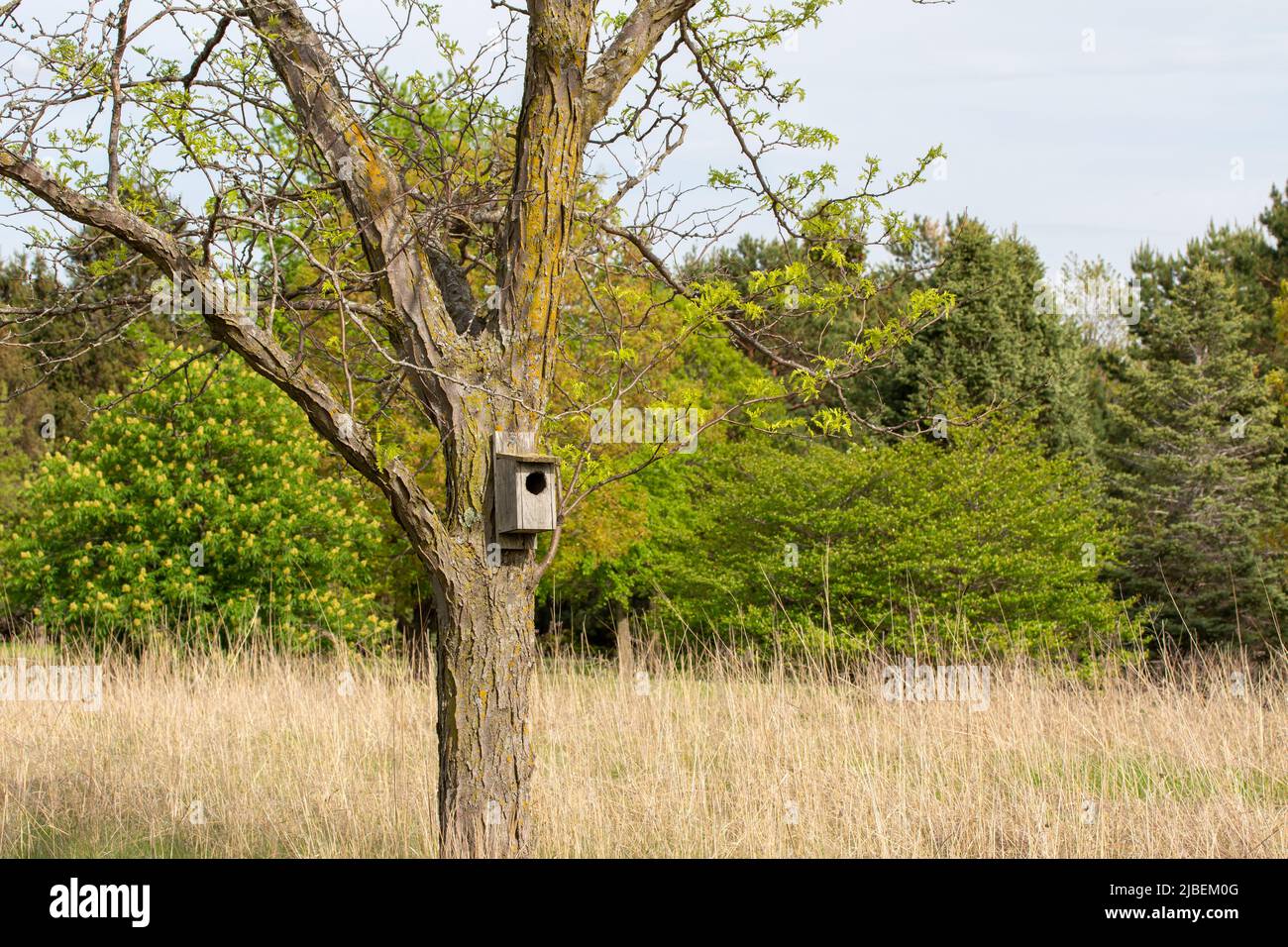 Landscape view of a wood duck house attached to a tree in a rural treelined prairie on a sunny day Stock Photo