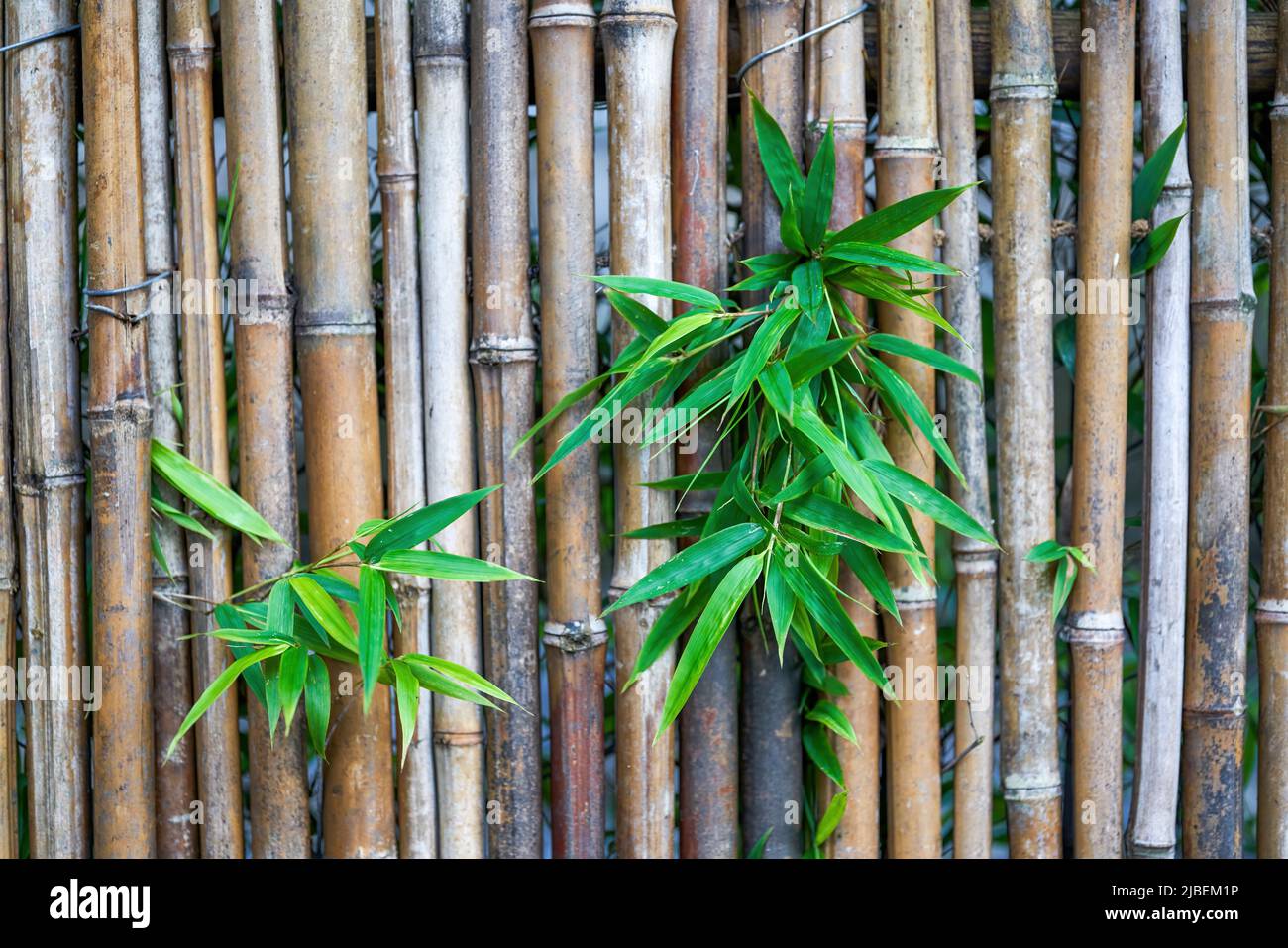 Bamboo landscape and bamboo fence fence in Chinese garden Stock Photo