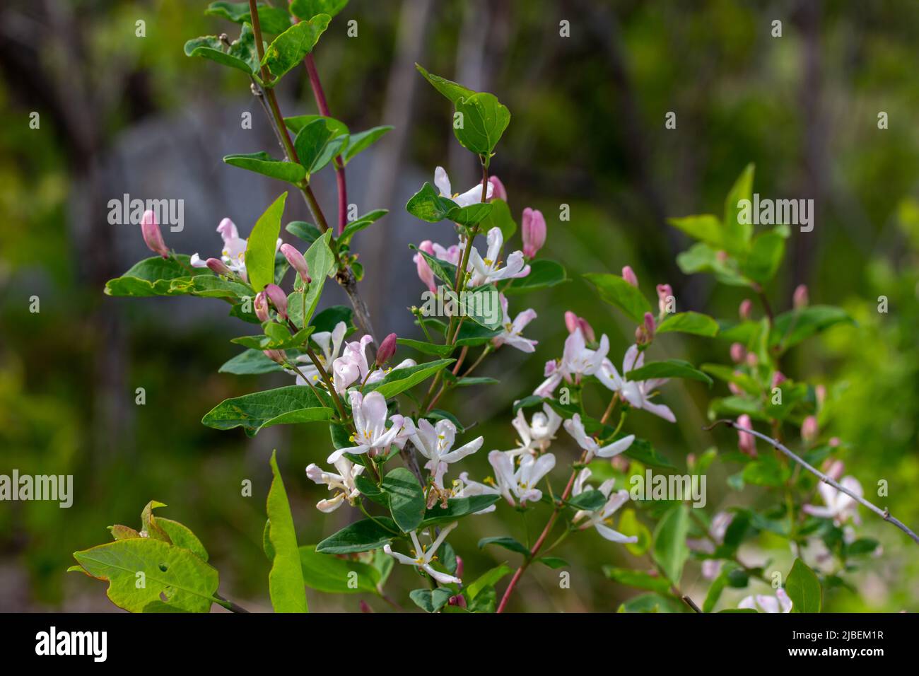 Close up texture view of tartarian honeysuckle blossoms (lonicera tatarica) growing wild in a Minnesota prairie Stock Photo