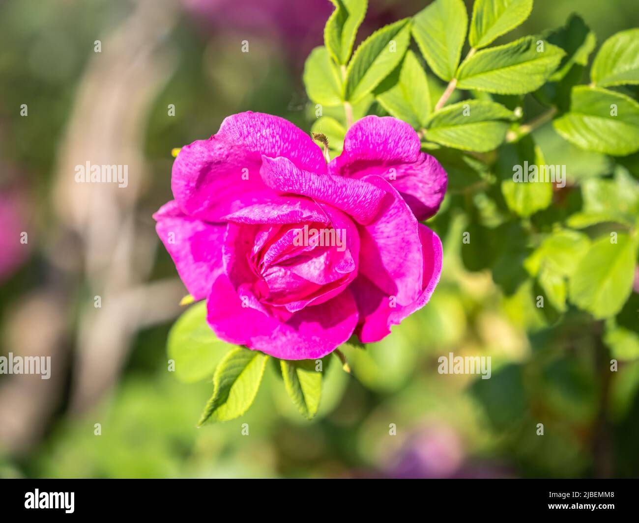 Blooming rosehip flower, beautiful pink flower on a bush branch