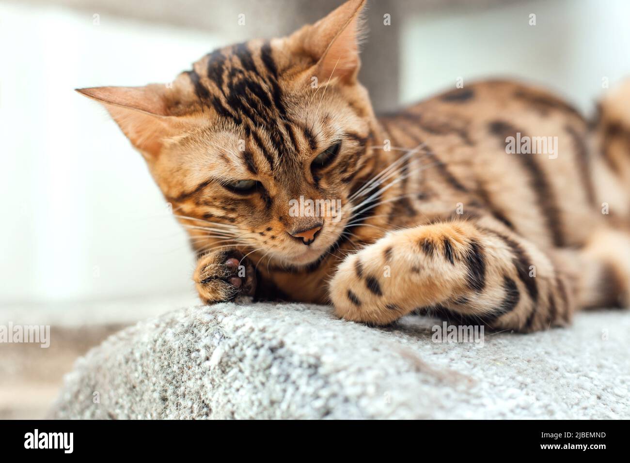 Young cute bengal cat laying on a soft cat's shelf of a cat's house ...
