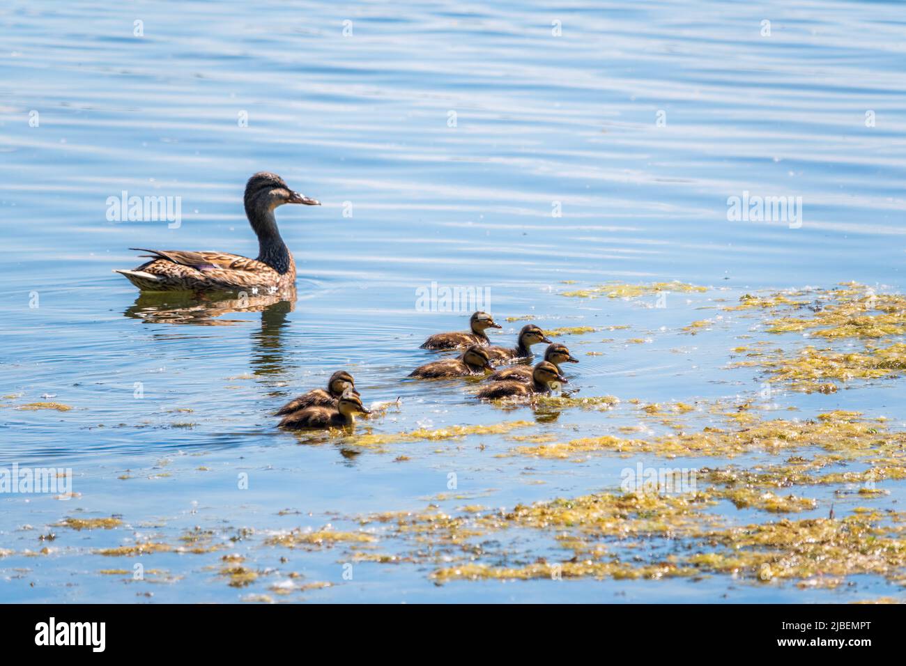 A family of ducks, a duck and its little ducklings are swimming in the