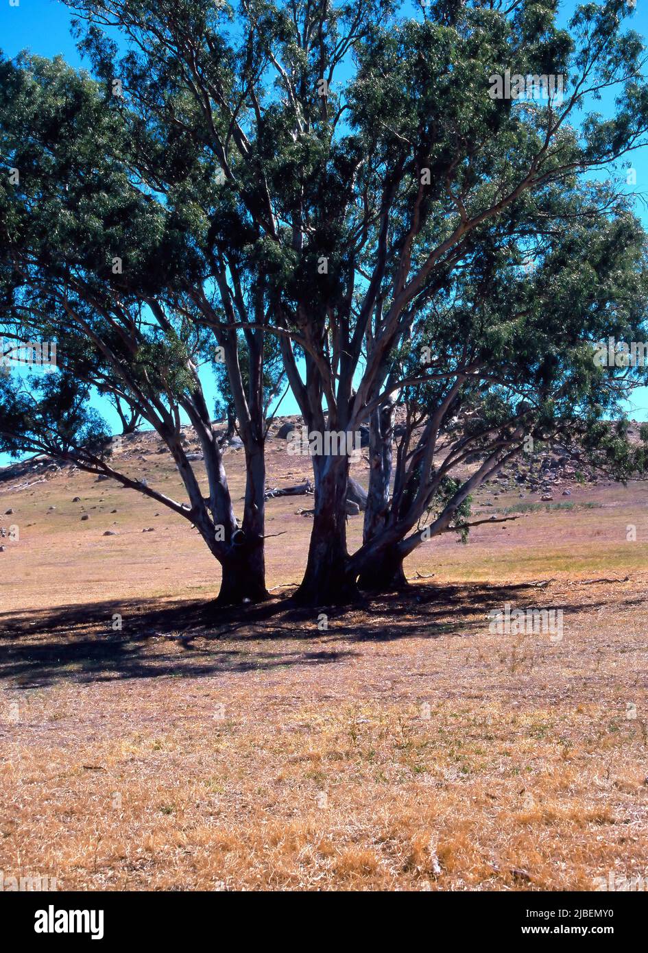 Gimlet Gum Tree,  Eucalyptus, Western Australia Stock Photo