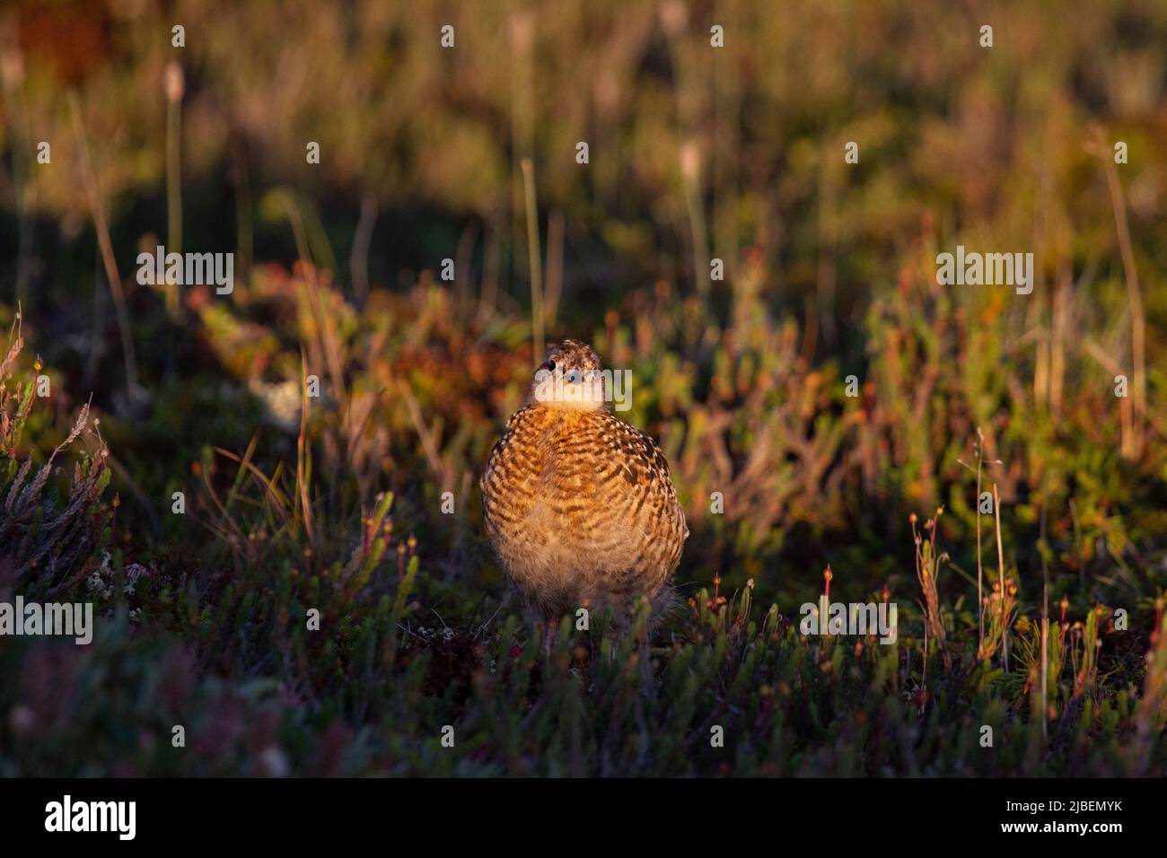 A young willow ptarmigan or grouse hiding among willows in Canada's arctic tundra. Near Arviat, Nunavut Stock Photo