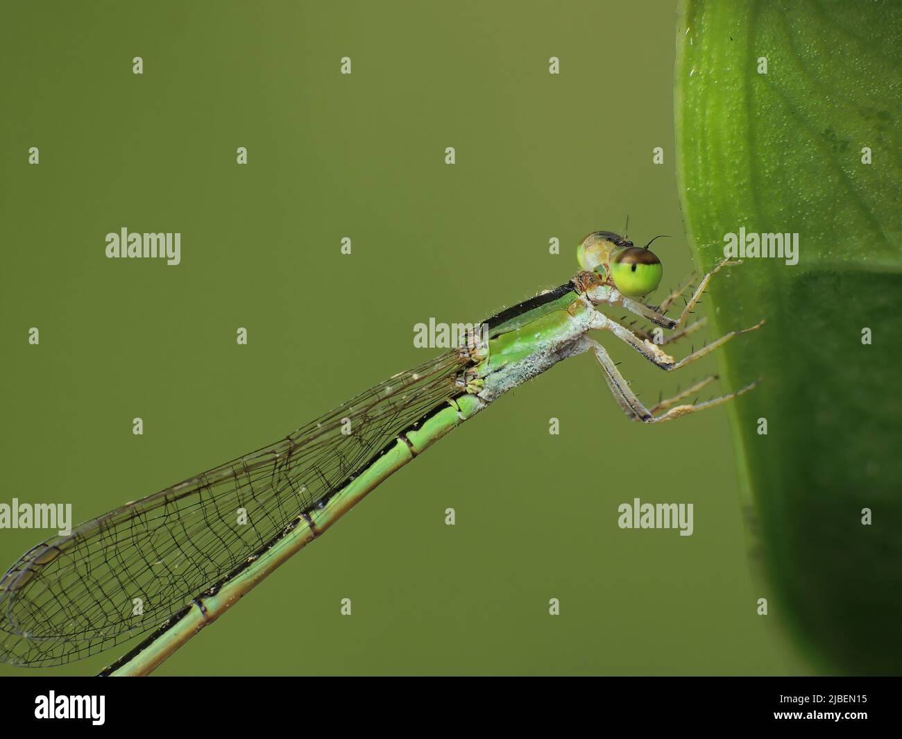 close-up dragonfly on the leaf Stock Photo - Alamy