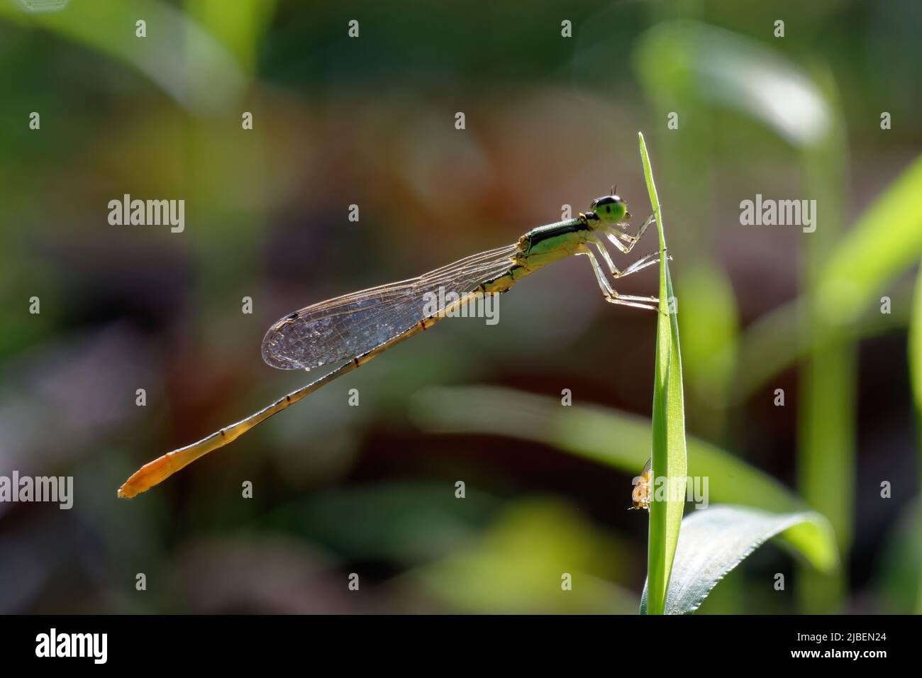 close-up dragonfly on the leaf Stock Photo - Alamy