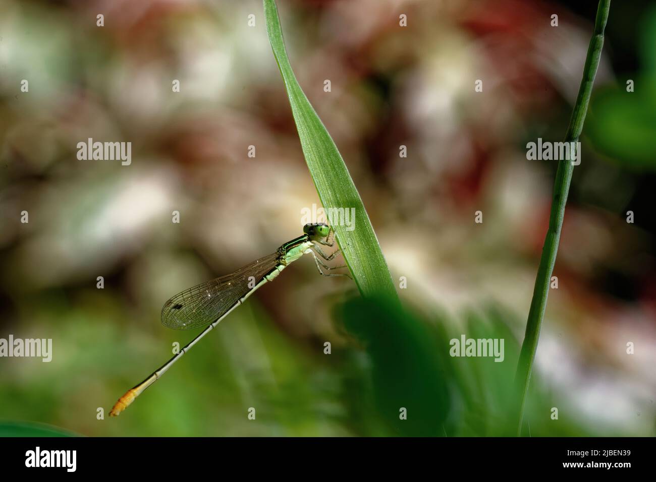 close-up dragonfly on the leaf Stock Photo - Alamy