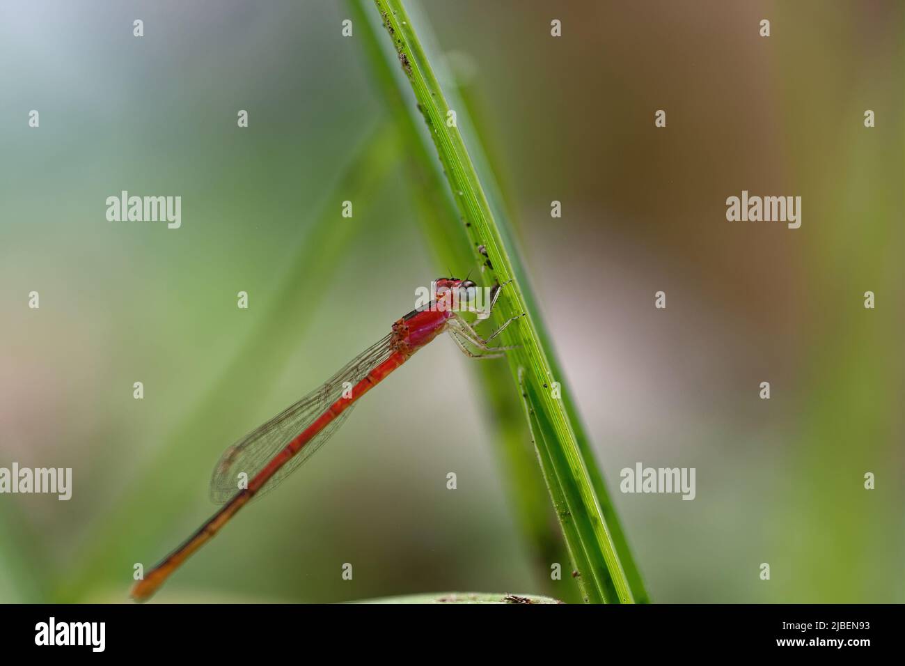 close-up dragonfly on the leaf Stock Photo - Alamy