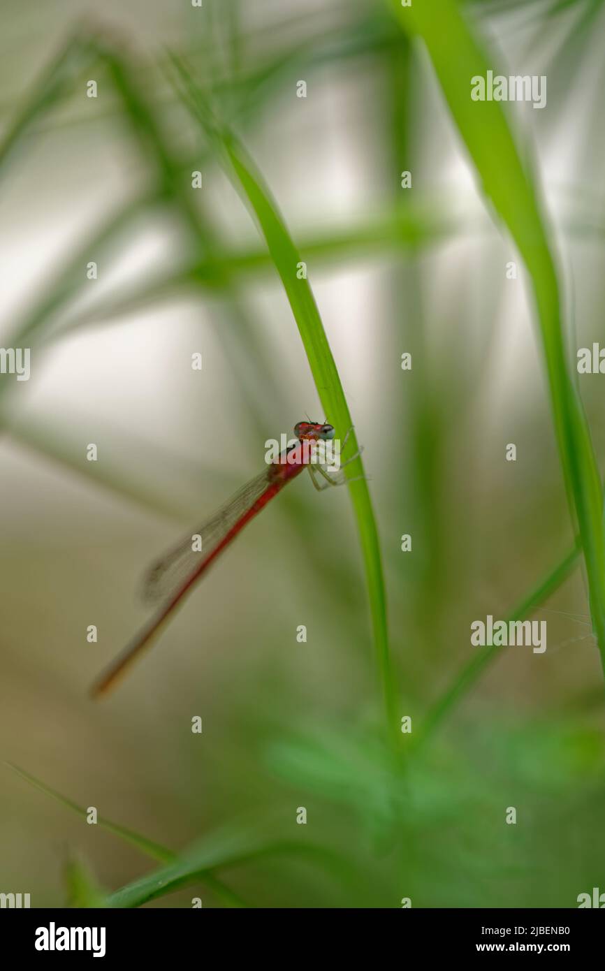 close-up dragonfly on the leaf Stock Photo - Alamy