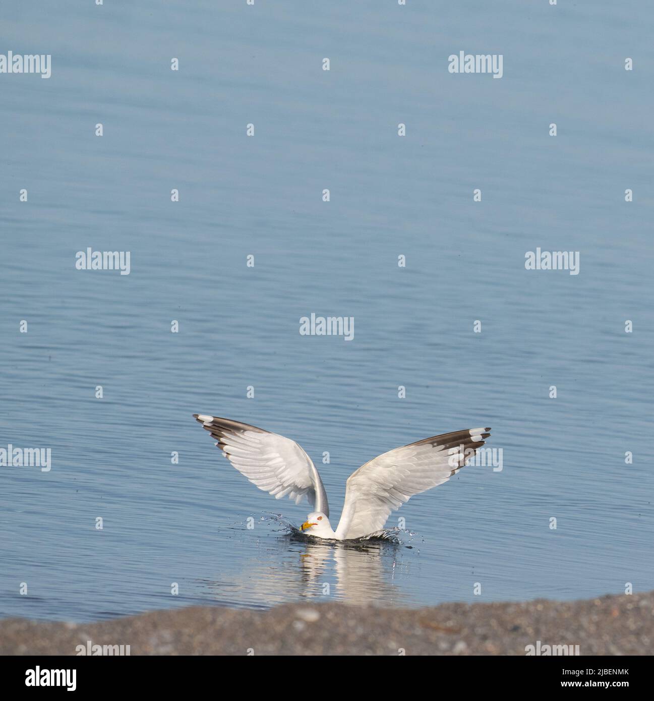 One isolated sea gull water bird or water fowl floating in calm water with wings spread wide open white wings with black tips room for type content Stock Photo