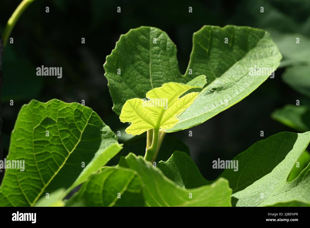 Fig tree leaf hi-res stock photography and images - Alamy