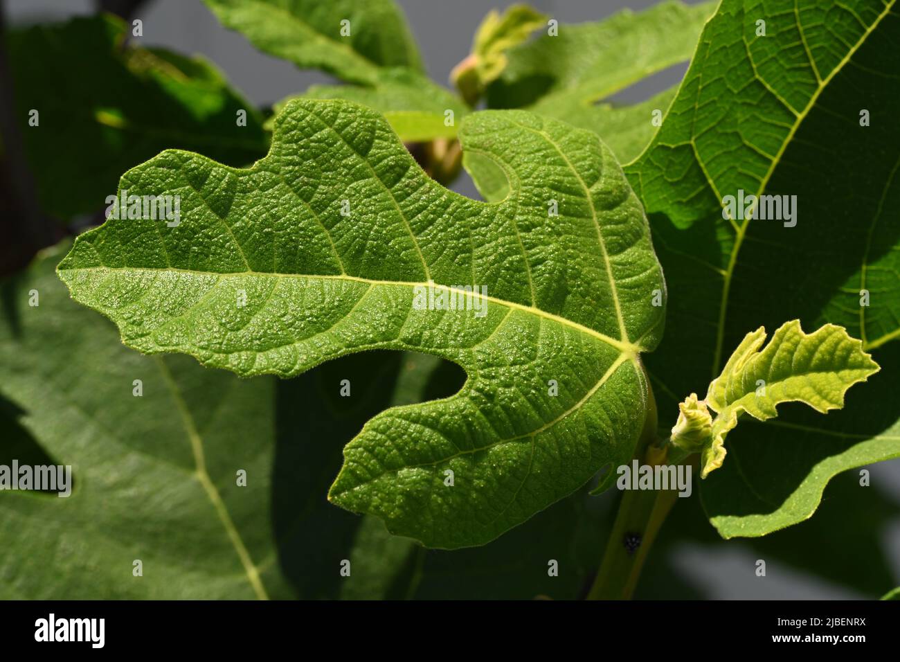 A highly detailed fig tree leaf Stock Photo - Alamy