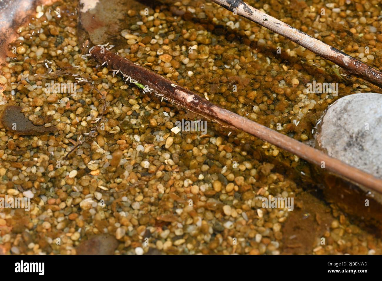 Bird bath with gravel, bamboo sticks, and river stones. Stock Photo