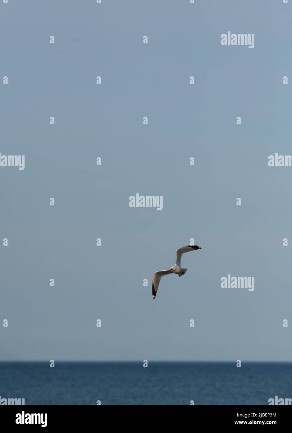 One isolated grey and white seagull water fowl water bird or common gull soaring through the air above the waters of Lake Ontario in Canada vertical Stock Photo