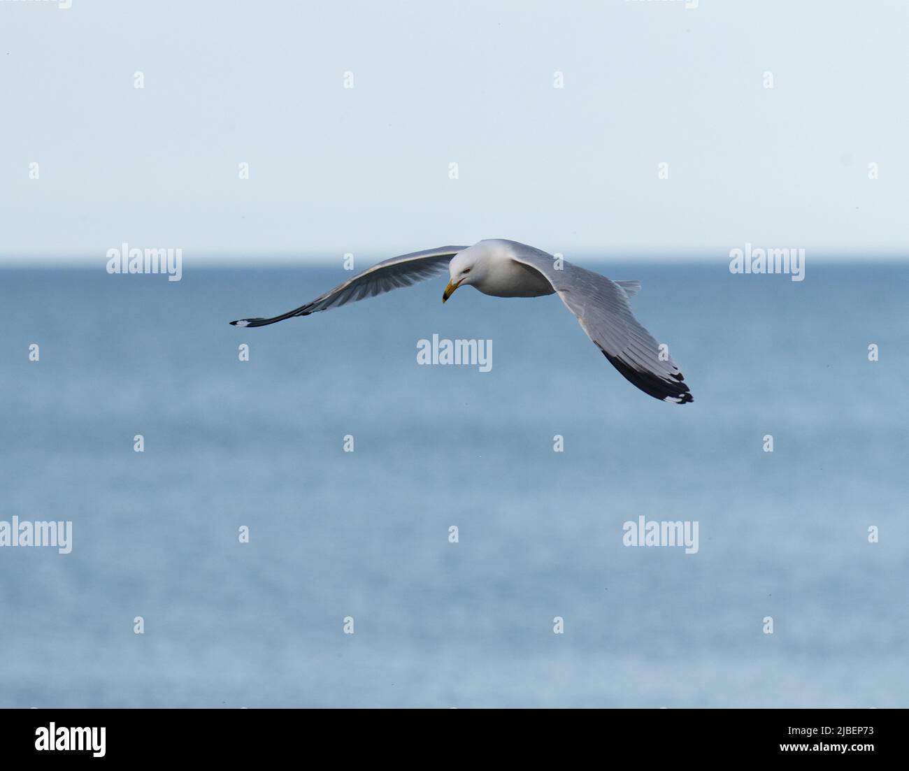 one isolated seagull water bird or water fowl in full flight with wings spread over water of Lake Ontario in Canada horizontal format room for type Stock Photo