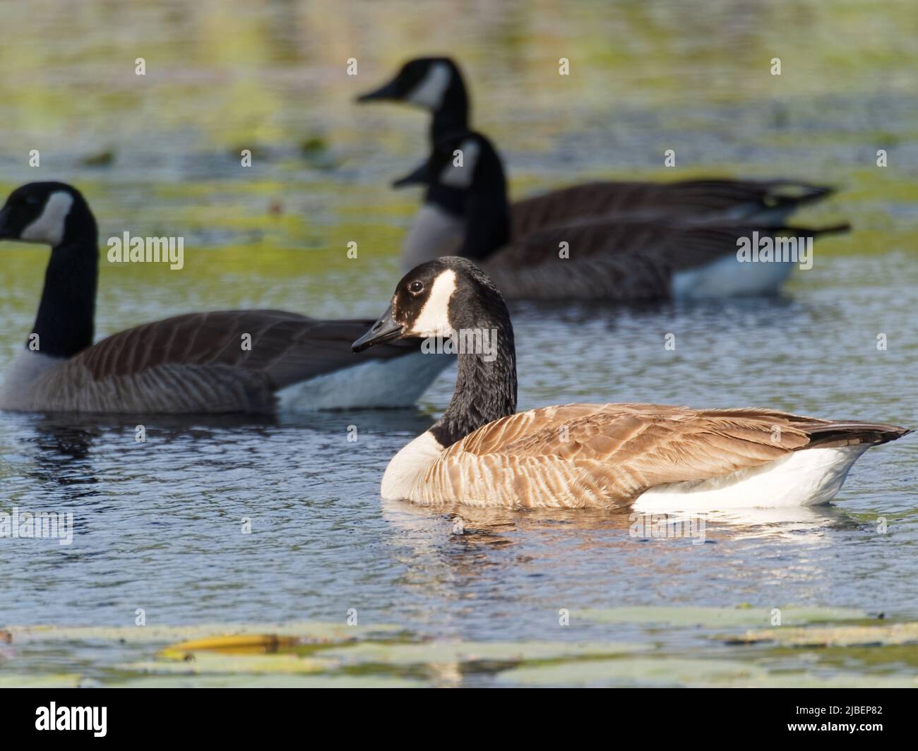 Canada geese on a lake . Quebec,Canada Stock Photo