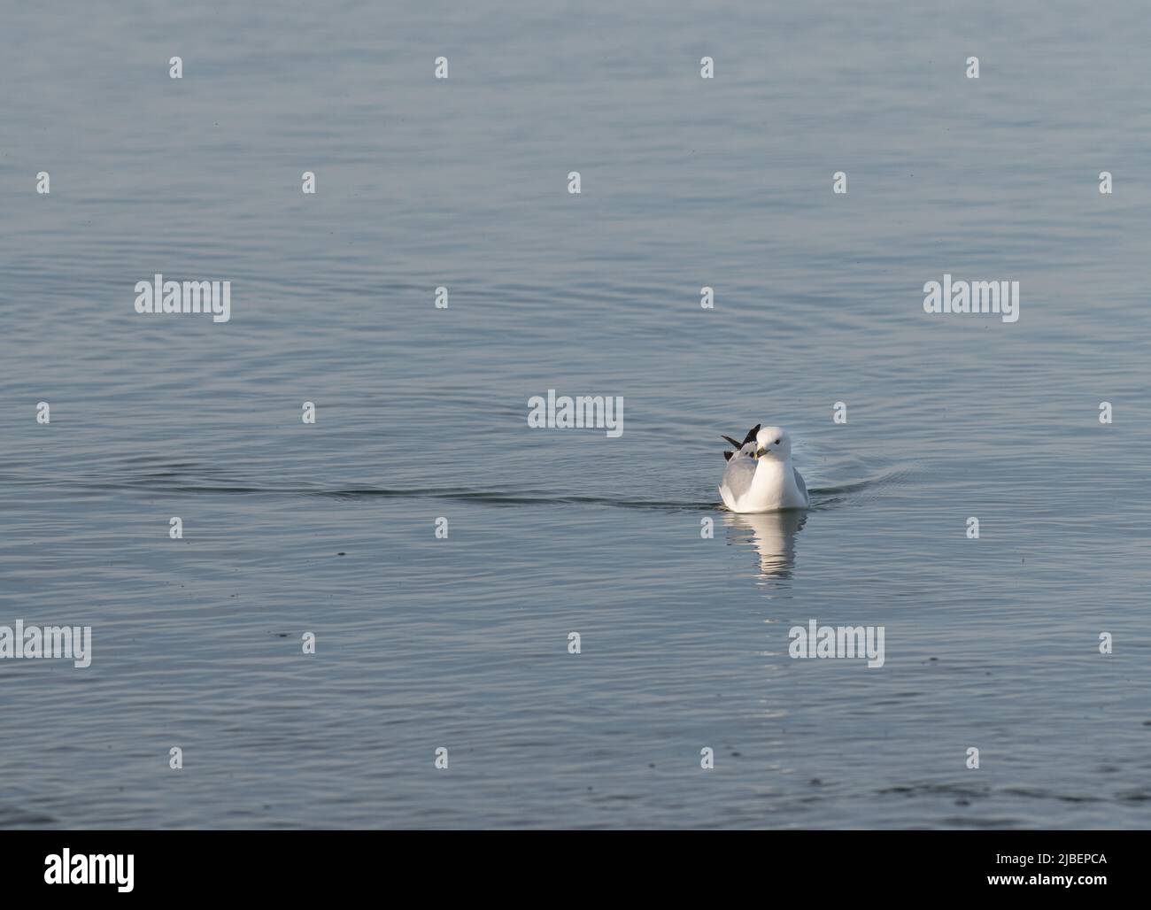 one isolated  grey and white seagull bird swimming in calm waters of lake Ontario Canada shot from shoreline on beach horizontal format room for type Stock Photo