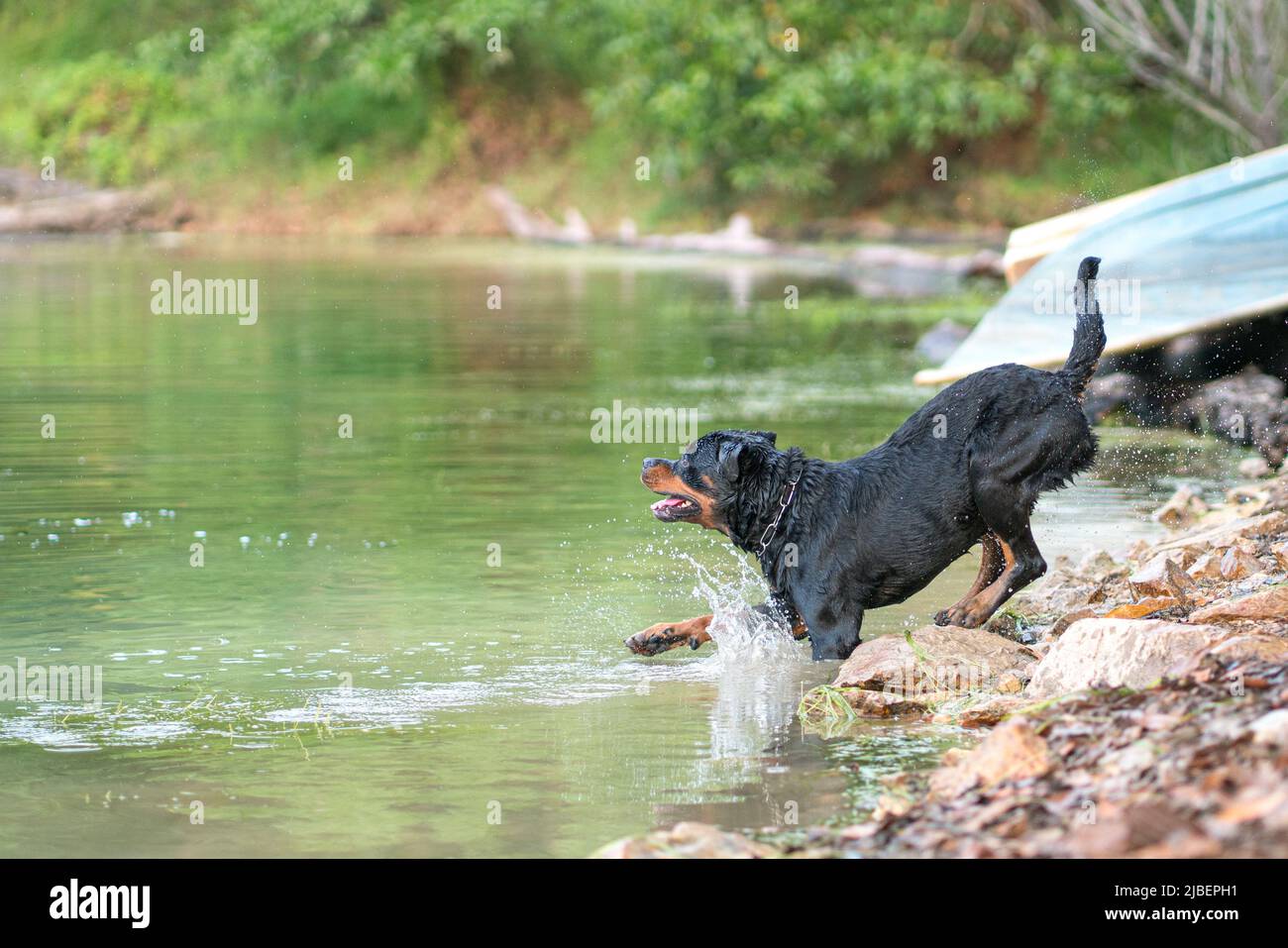 Rottweiler dog jumps into water of a lake, summer concept. Stock Photo