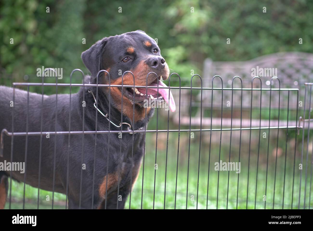 Dog Rottweiler portrait behind fence. Guard dog or security concept. Stock Photo