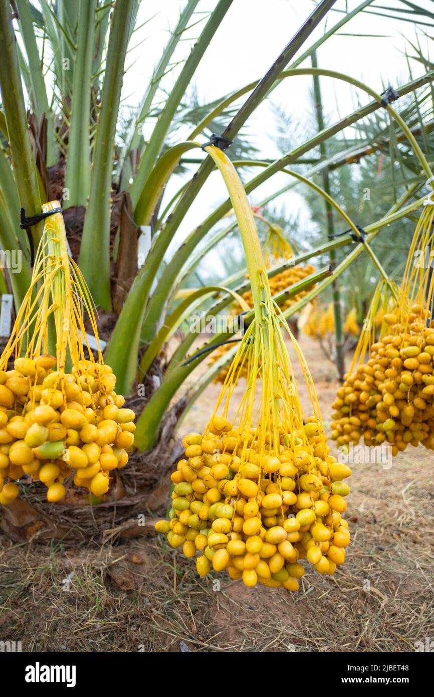 branches of date palms on palm tree in plantation in Thailand Stock