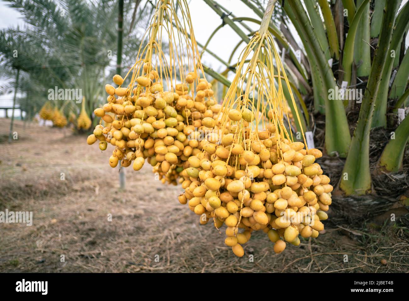 branches of date palms on palm tree in plantation in Thailand Stock