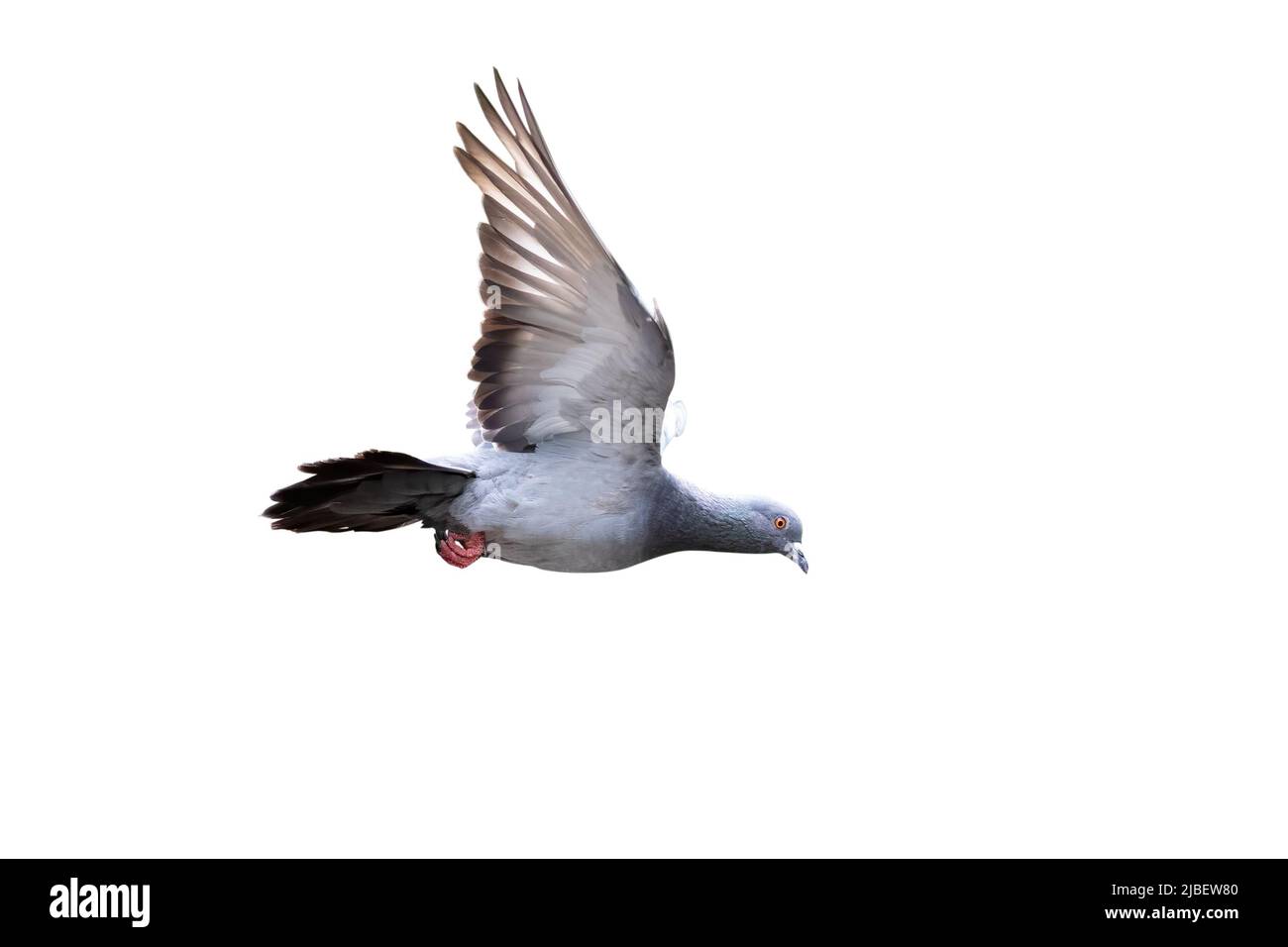 Movement Scene of Rock Pigeon Flying in The Air Isolated on White Background  with Clipping Path Stock Photo - Alamy