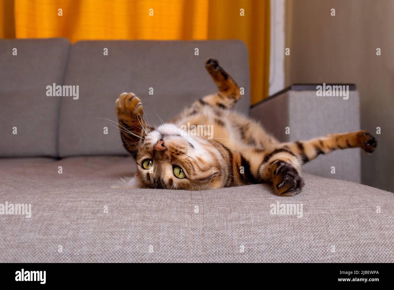 Bengal cat lying on sofa and smiling Stock Photo - Alamy