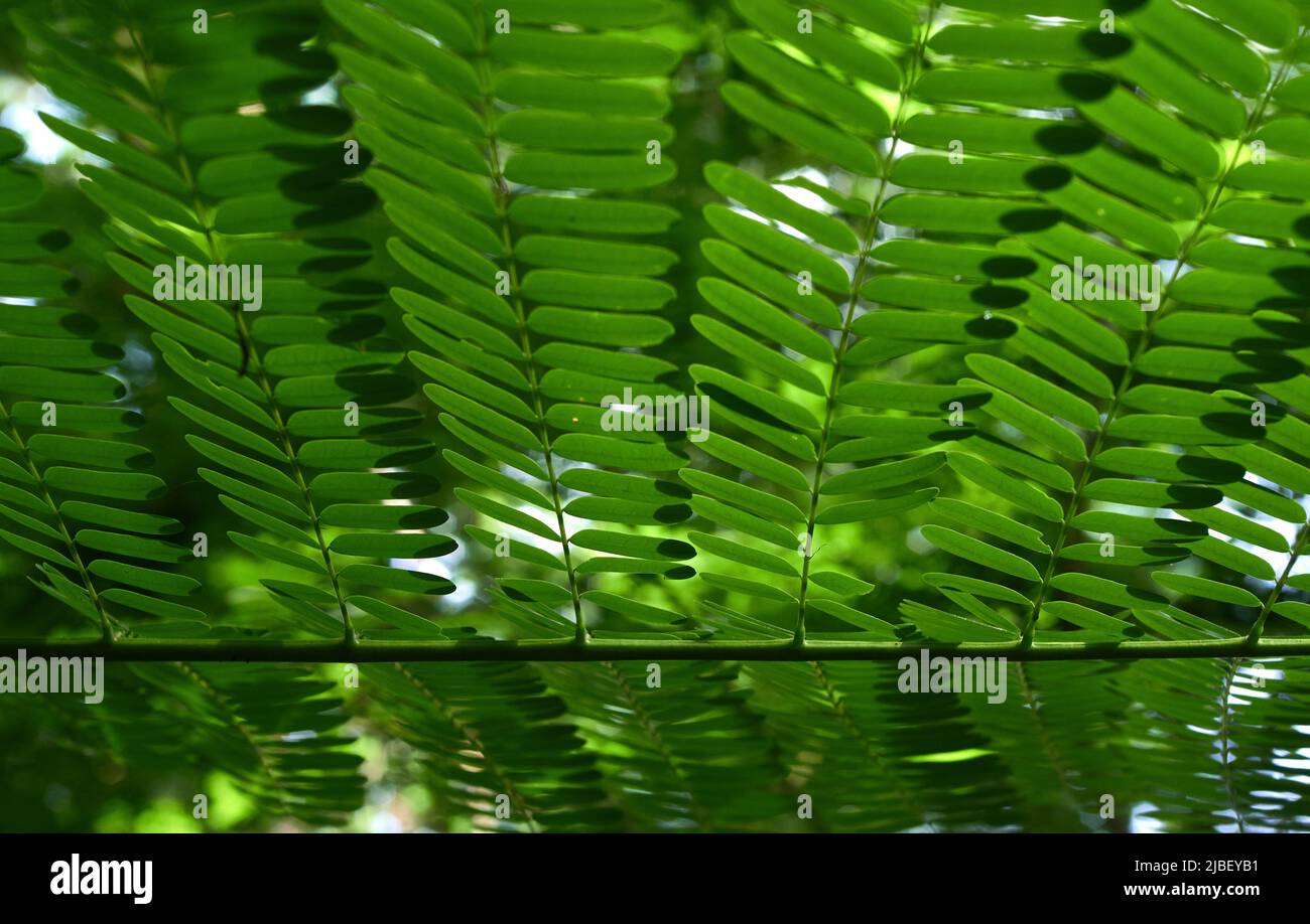 Sunlight green leaves hi-res stock photography and images - Alamy