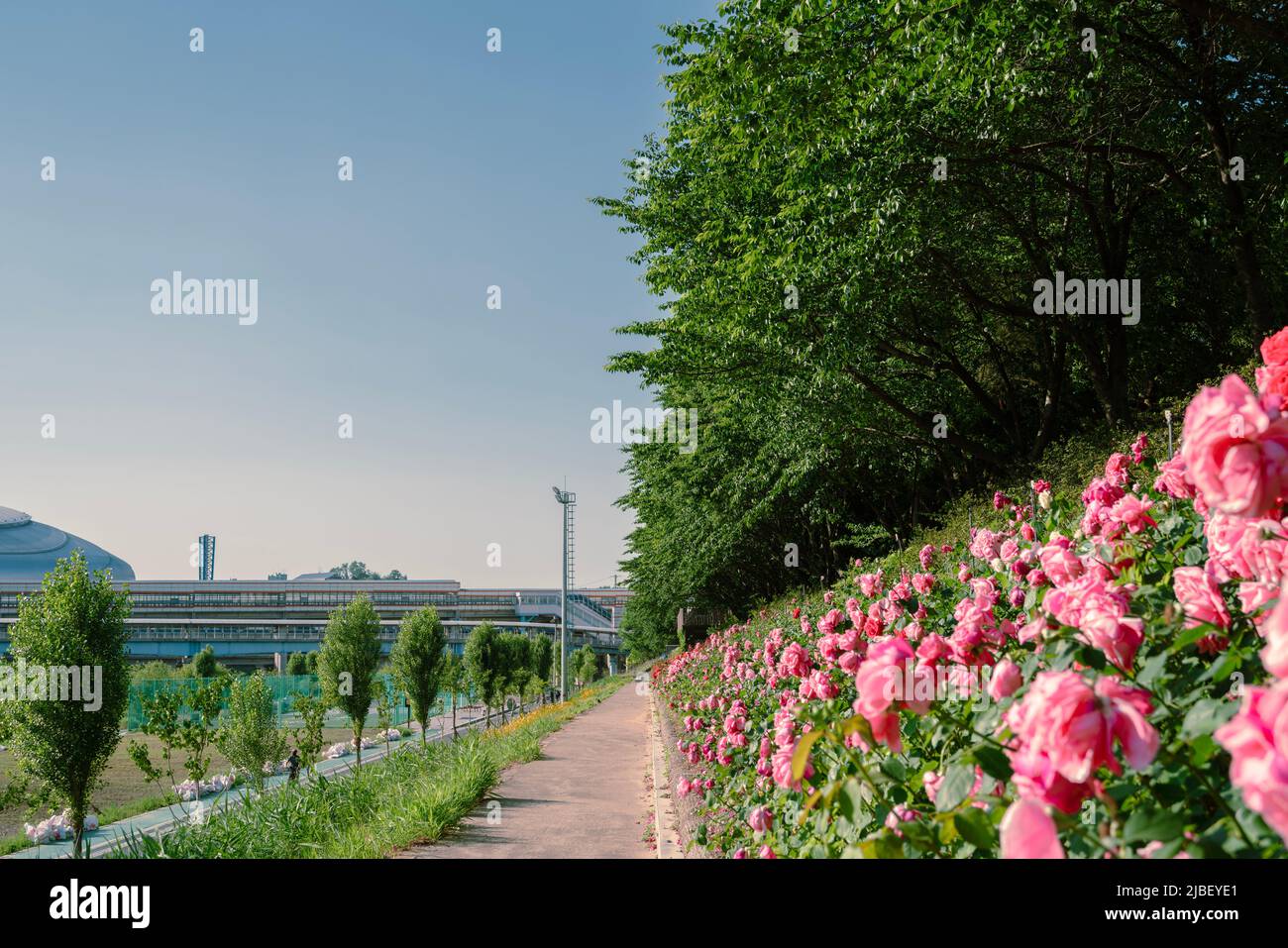 Anyangcheon stream park with rose flower in Seoul, Korea Stock Photo