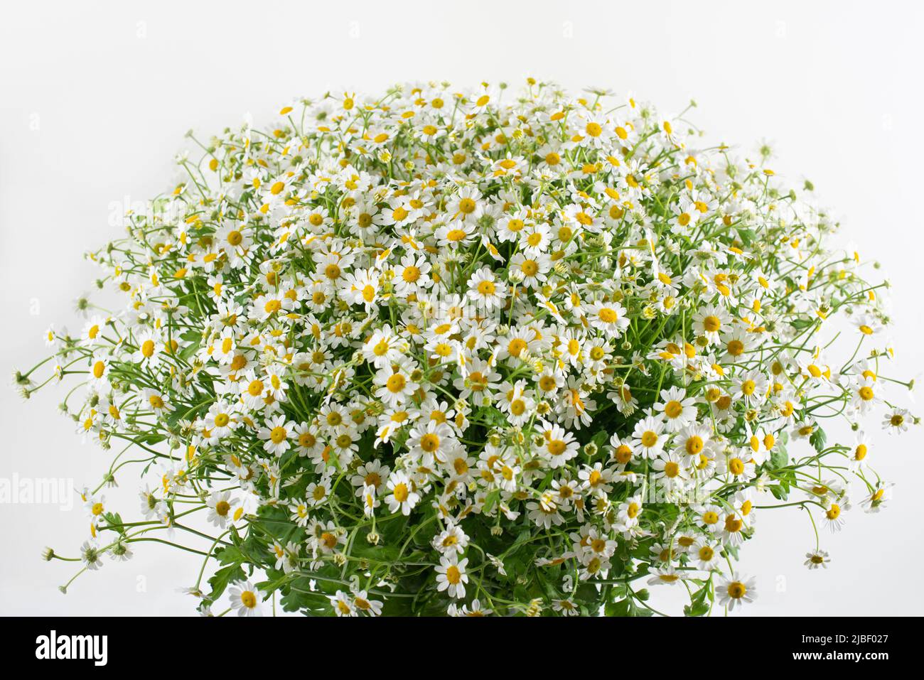 Large bouquet of white chamomile isolated on white background Stock ...