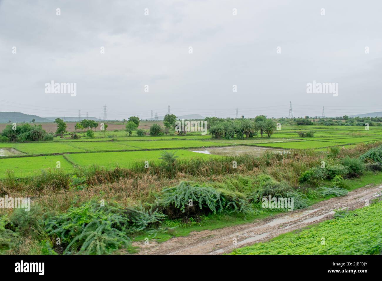 Green scenery from a train journey. Stock Photo