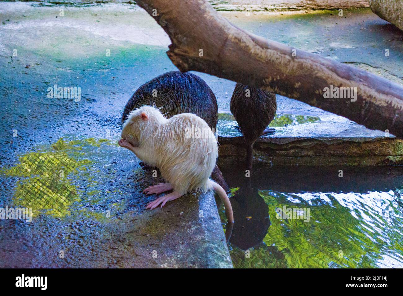 Beaver in Varna city Zoo,Bulgaria.The Eurasian beaver (Castor fiber) or