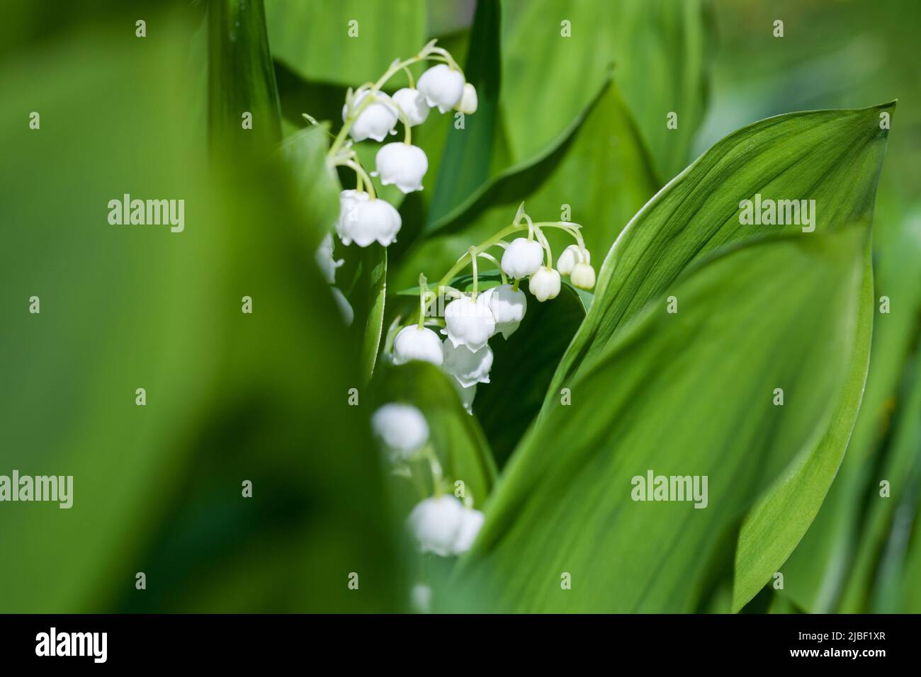 Lily of the valley in bloom, close up photo of wild white flowers Stock ...
