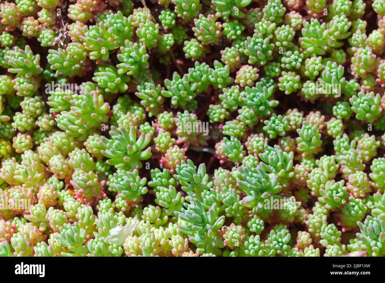 Sedum hispanicum or Spanish stonecrop grow in summer garden, close-up top view Stock Photo