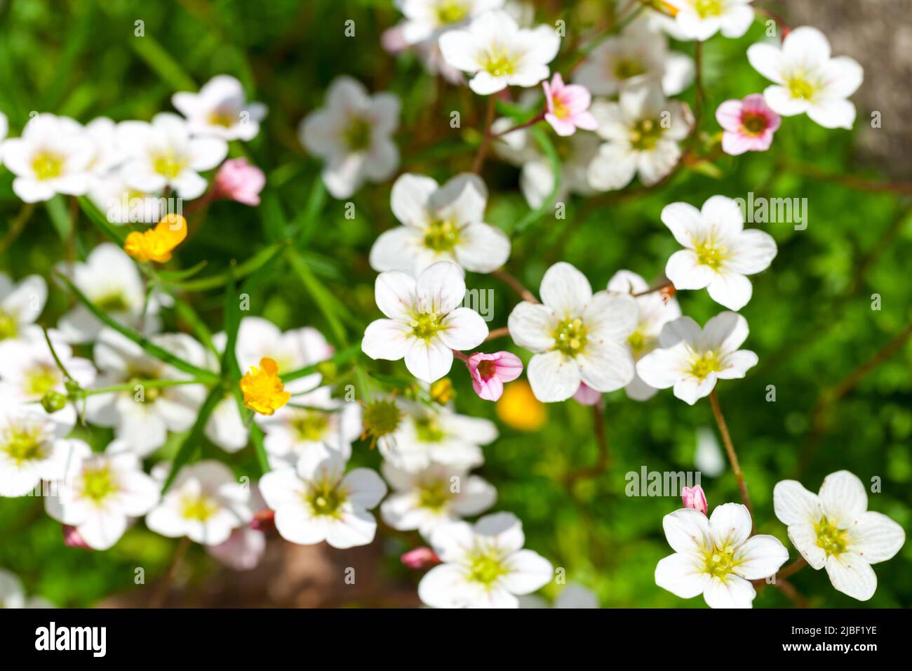 White flowers of Saxifraga hypnoides called mossy saxifrage, it is a species of flowering plant in the family Saxifragaceae. Close up photo with selec Stock Photo