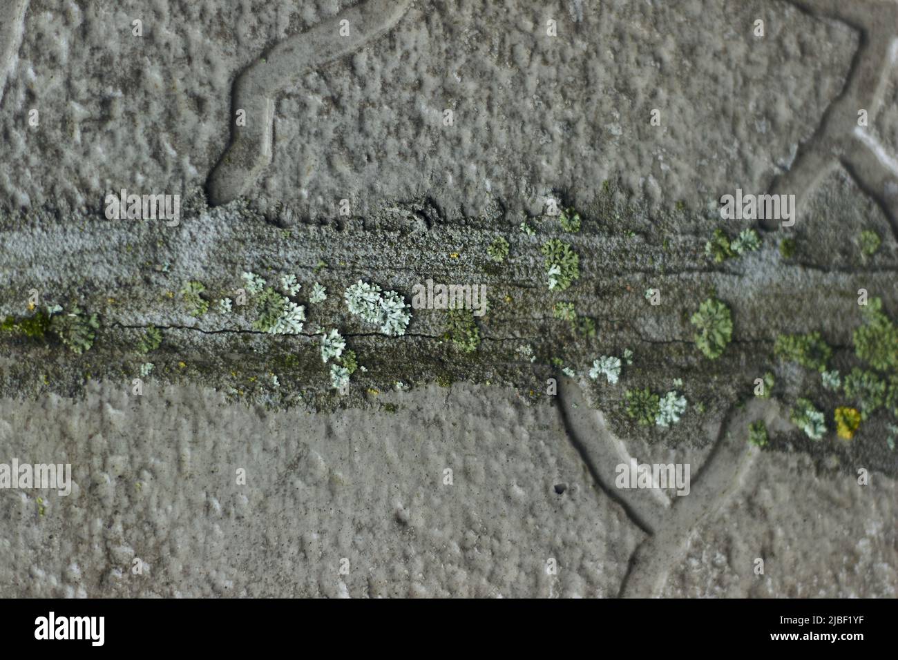 moss emerging from broken tiles and cement in the wall of the street closeup power of the nature Stock Photo