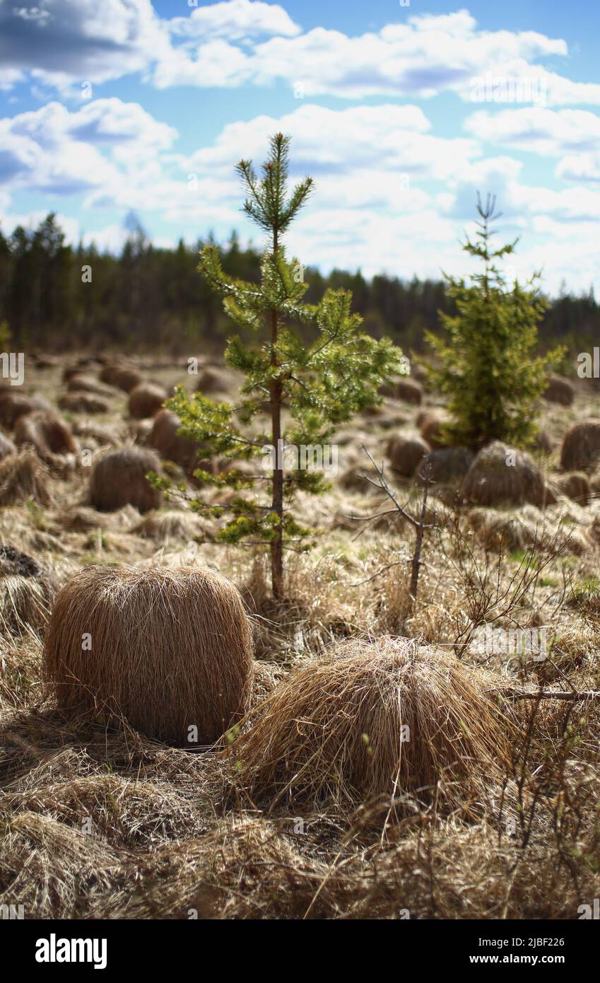 Tranquil scene of a disused meadow in Sweden, covered by big tussocks of the common sedge (Carex nigra). Stock Photo