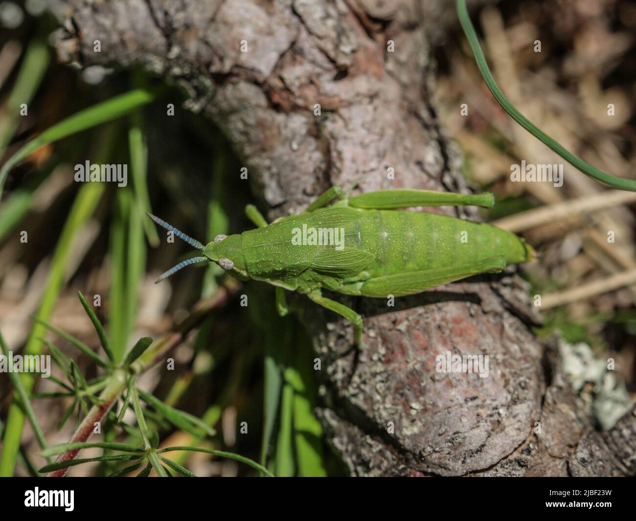 Green adult female of endemic locust Pyrgomorphella serbica on mount ...