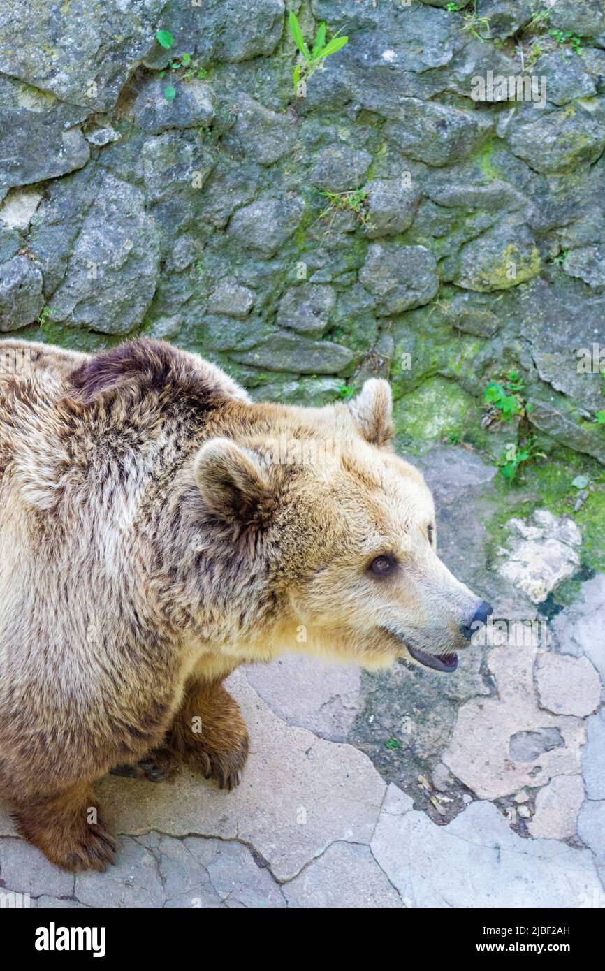 Bear at the Zoo in Seaside Park ,Varna, is a famous seaside  resort in Europe,and the Zoo is attractive place for the children Stock  Photo - Alamy