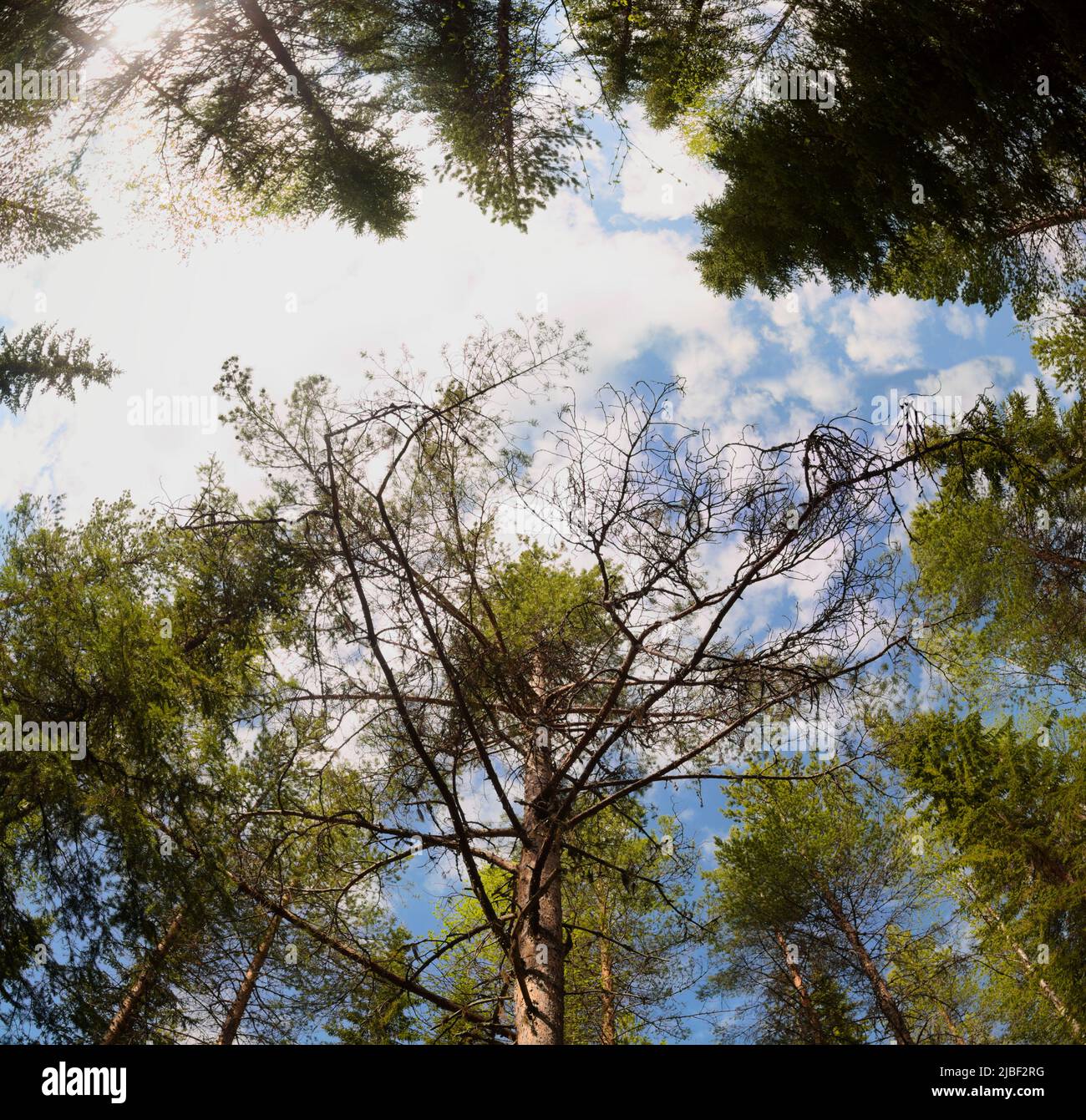 Upward view of a mighty pine in the Swedish forest. Stock Photo