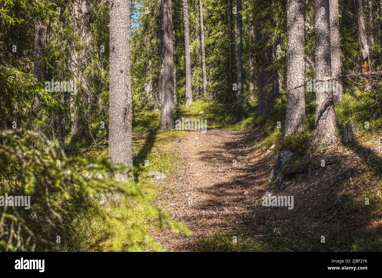 Path leading into a nature reserve in northern Sweden. Stock Photo