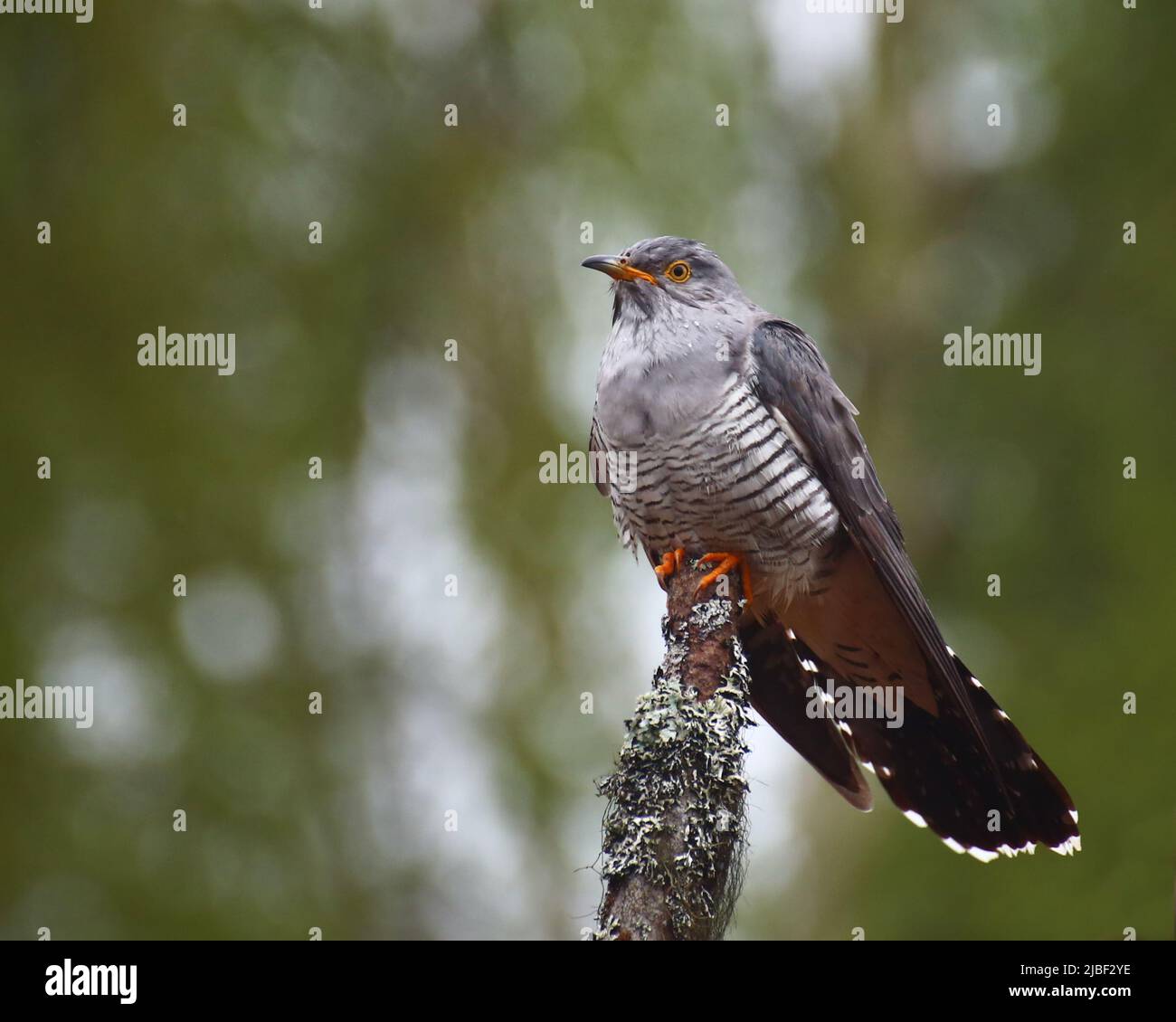 Common cuckoo (Cuculus canorus) sitting in a dead tree. Stock Photo