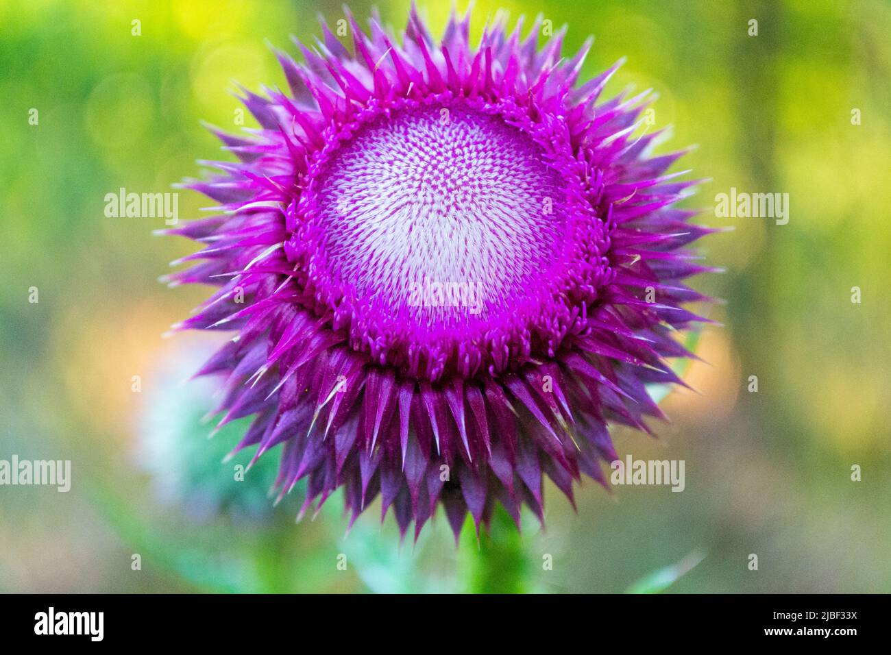 Pink flower of thistle herbaceous plant Stock Photo