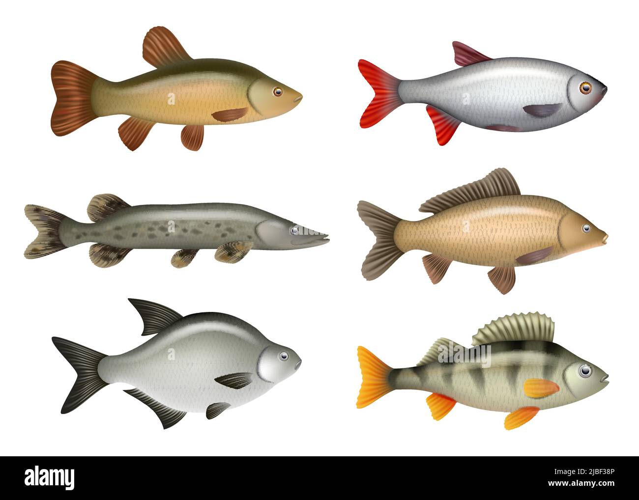 Realistic fish. River swimming water fresh fishes herring bass salmon decent vector pictures set isolated Stock Vector