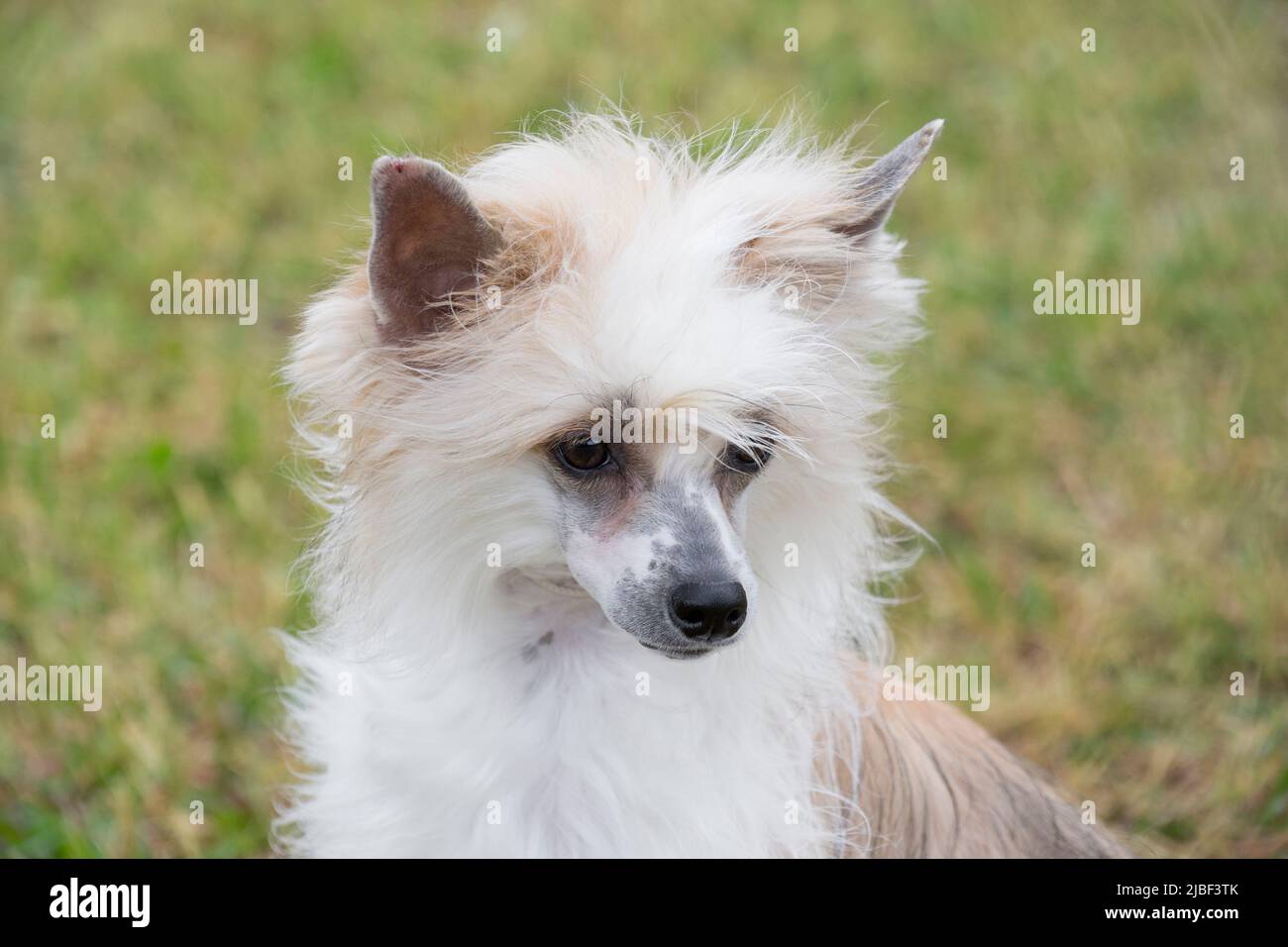 Cute powderpuff chinese crested dog puppy in the summer park. Close up. Pet animals. Purebred dog. Stock Photo