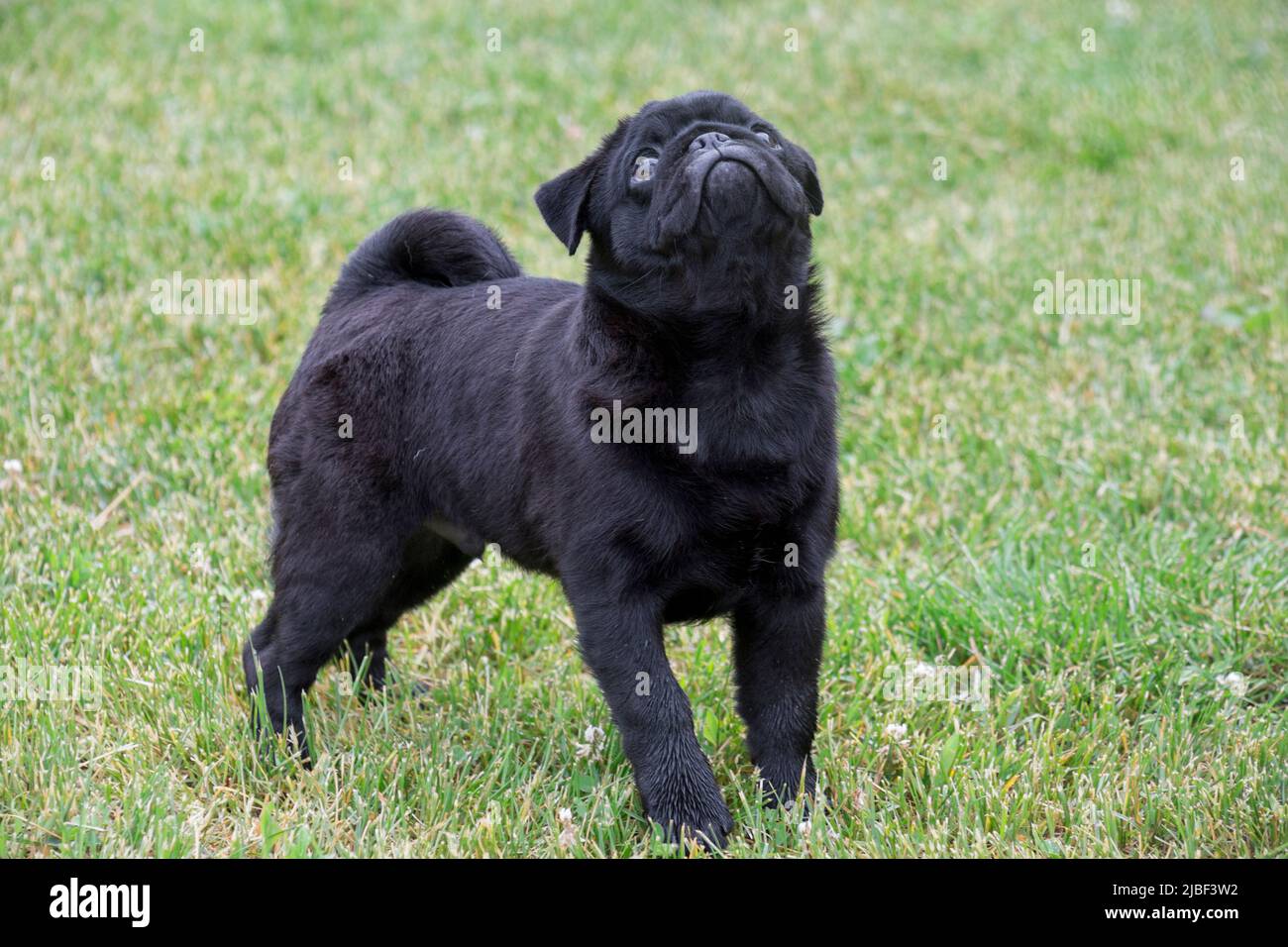 Cute chinese pug puppy is standing on the green grass in the summer park. Dutch bulldog or mini mastiff. Pet animals. Purebred dog. Stock Photo