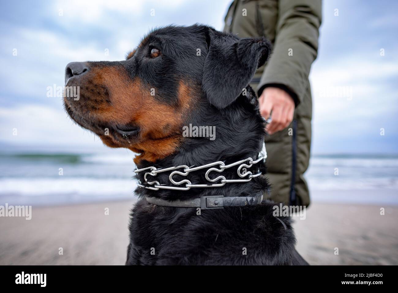 Are Rottweilers Obedient