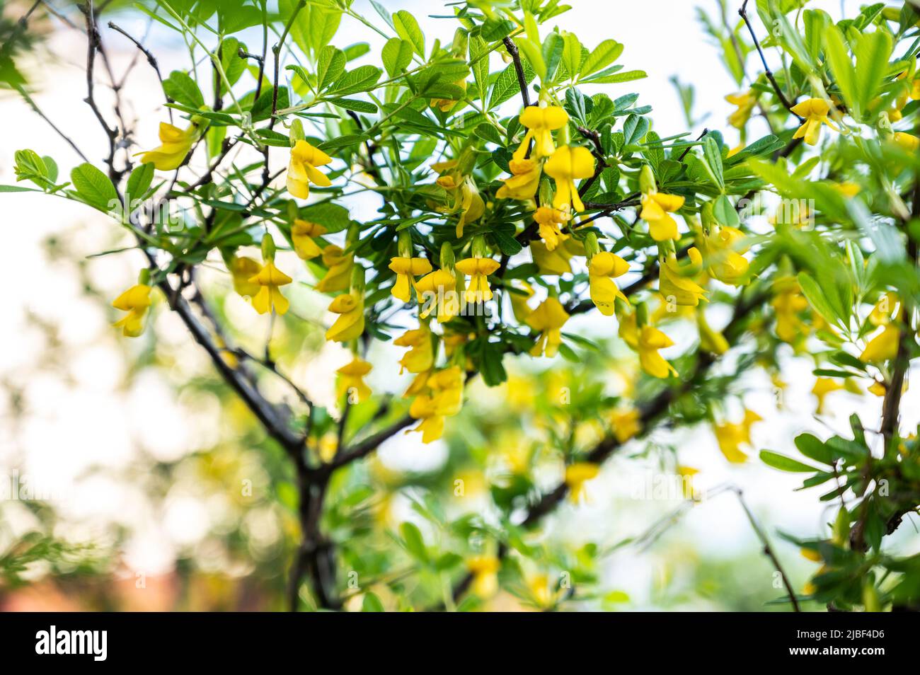 Flowers of Caragana, close-up. Shallow depth of field. Stock Photo