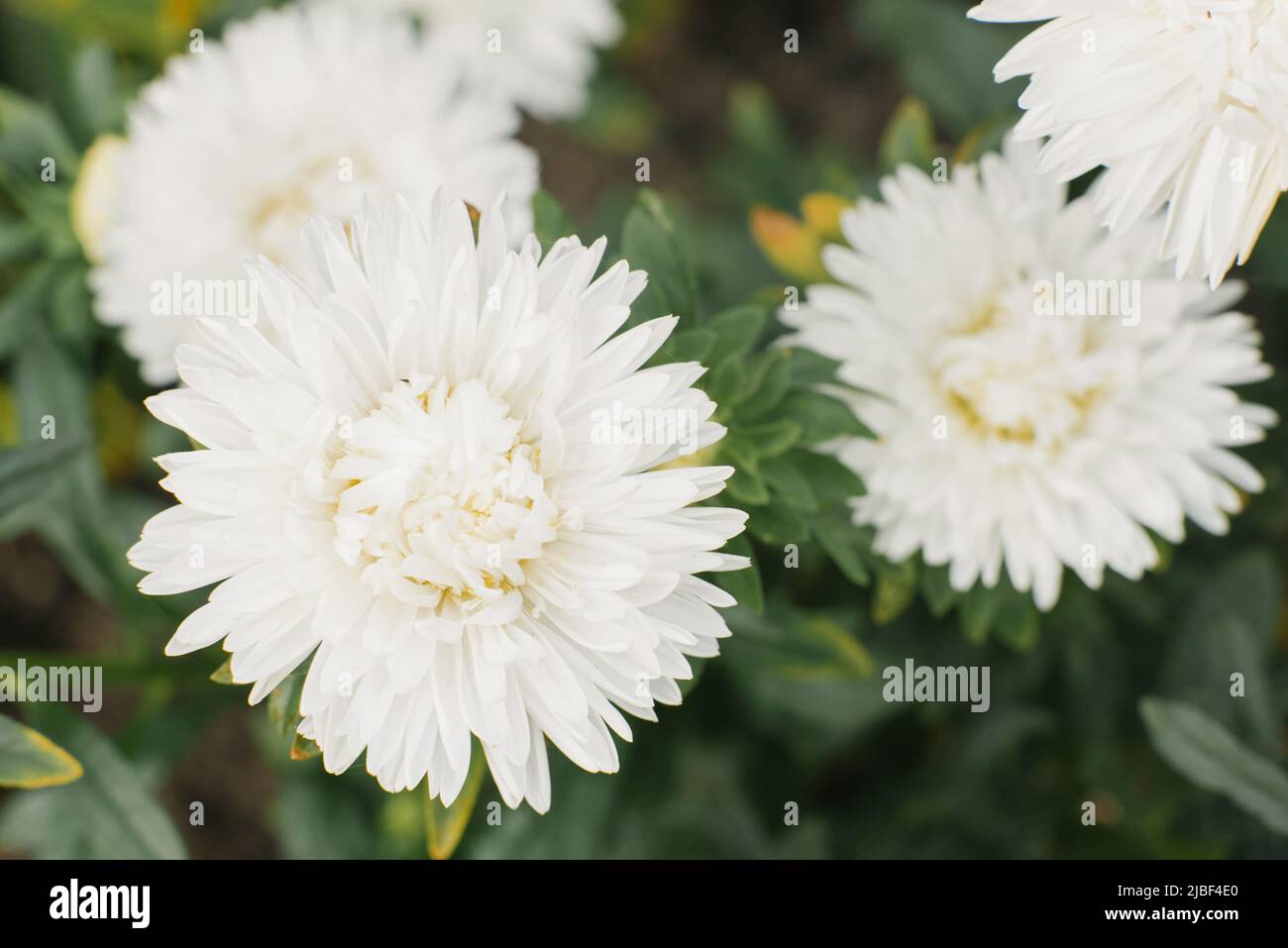 White aster flower in the garden Stock Photo